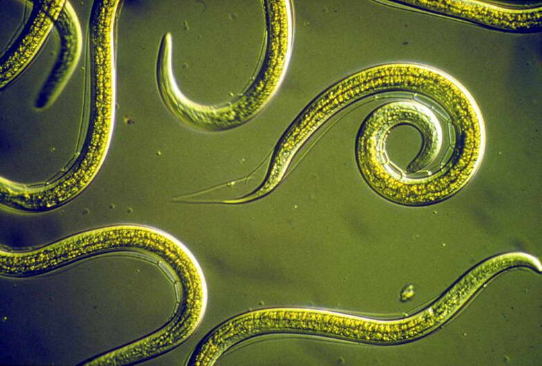 Nematoda