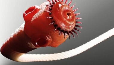 jenis parasit dalam tubuh manusia