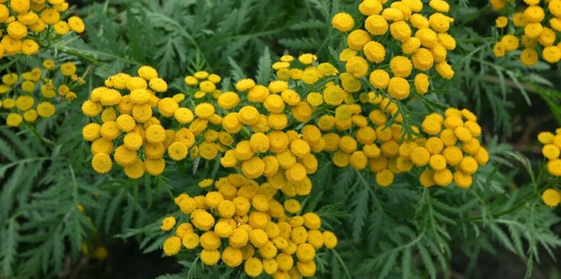 tansy untuk menghilangkan parasit dari tubuh
