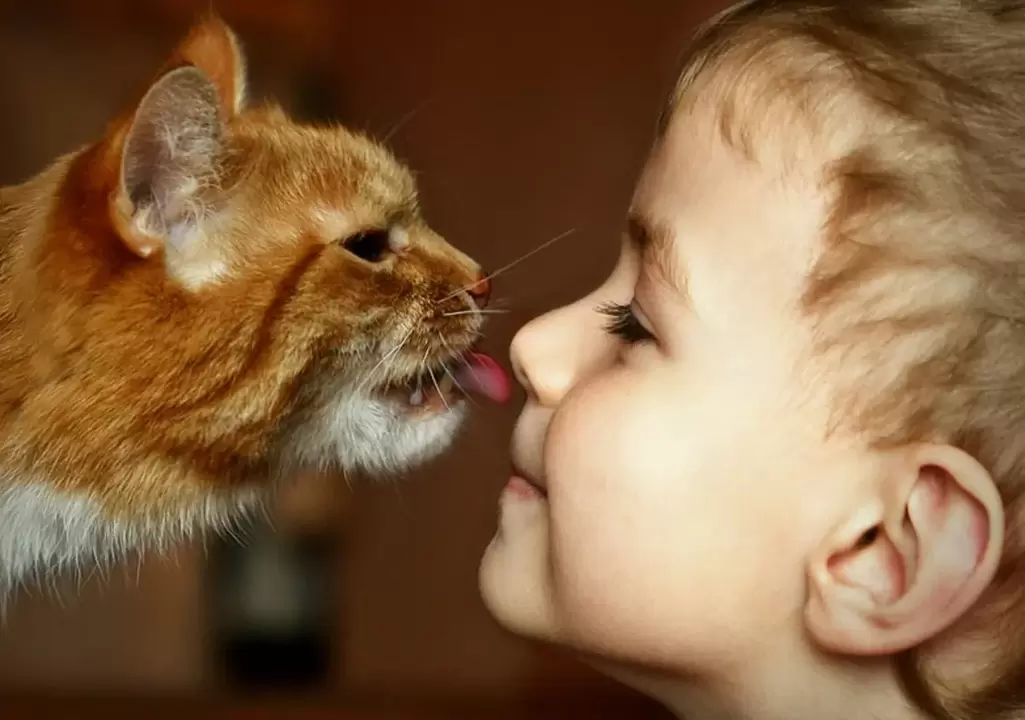 seorang anak laki-laki mencium kucing dan terinfeksi cacing